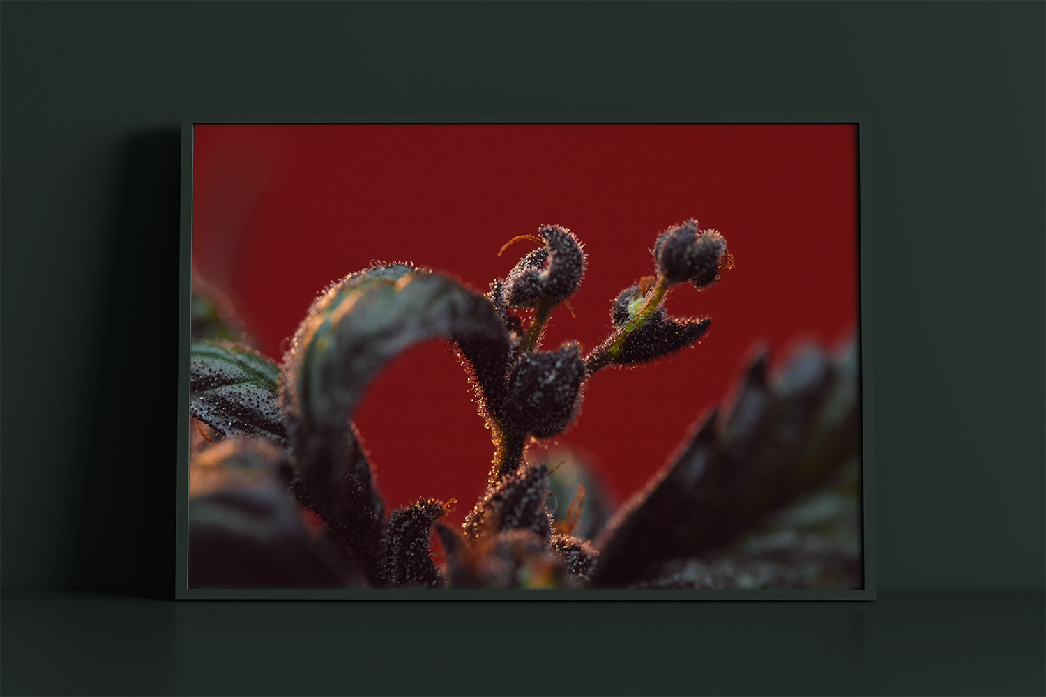 DTC X HYP3/\ PRESENTS