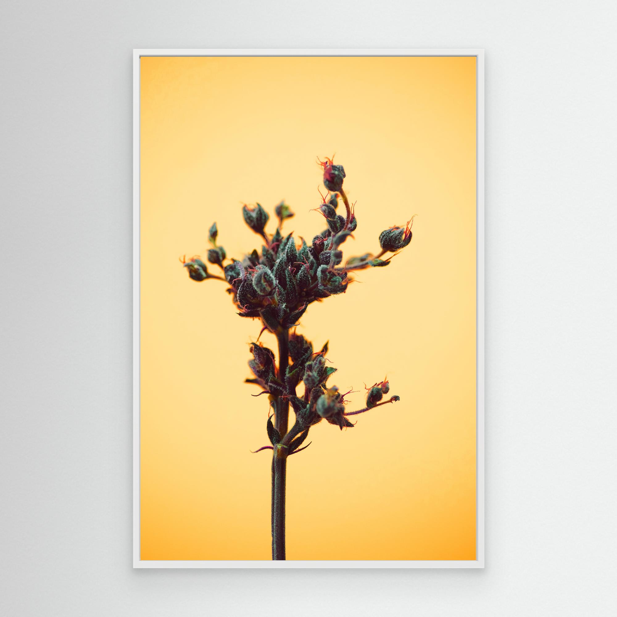 PEARL TREE – THE LOWERS COLLECTION - Image 3