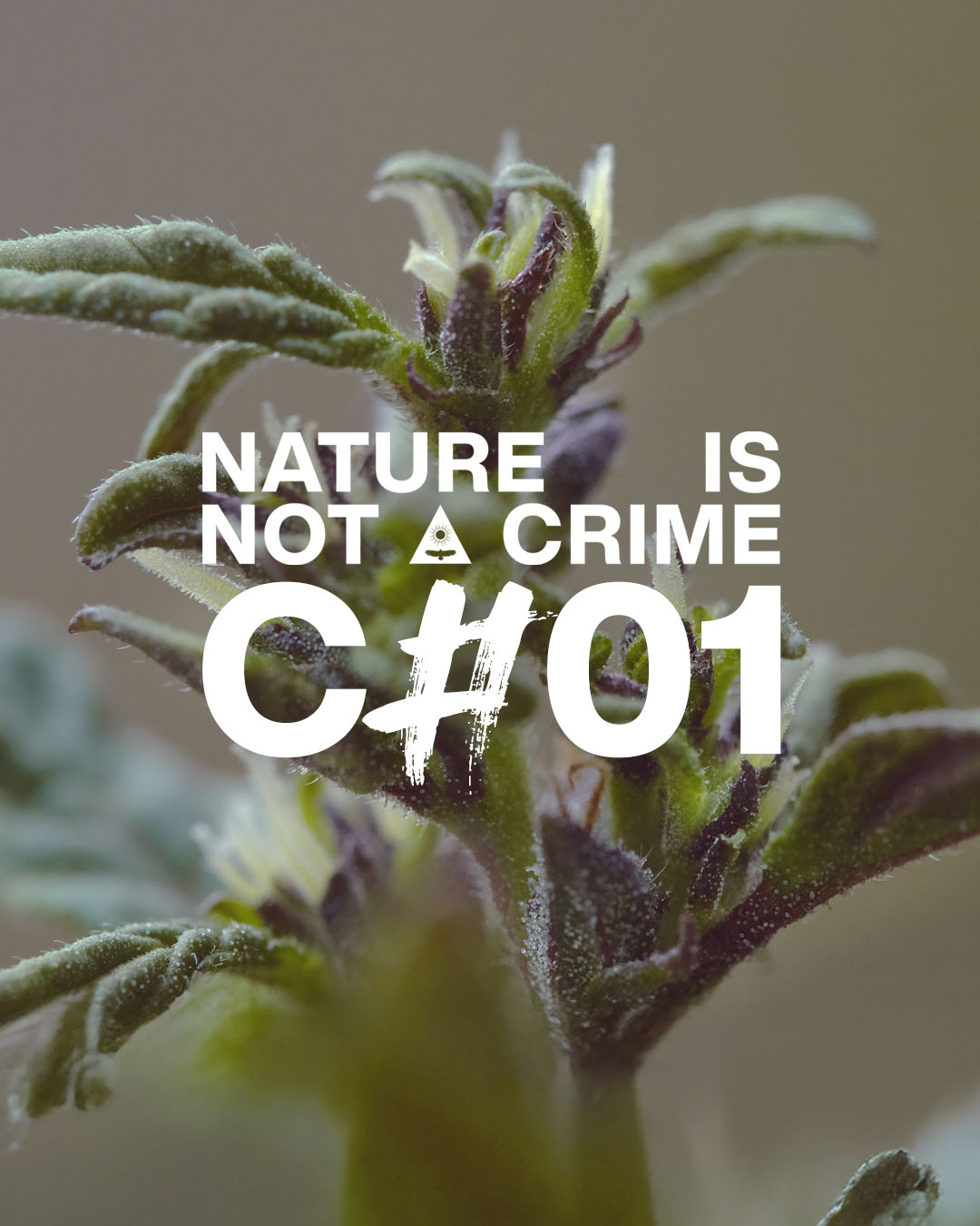 COMPLETE COLLECTION DOWNLOAD - 20 FULL RES IMAGES